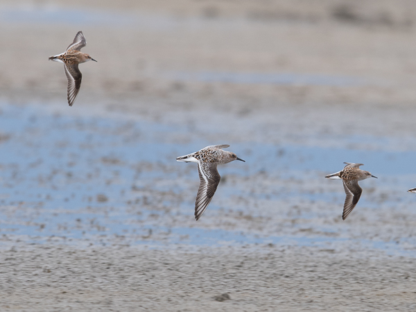 Pulmussirri, Sanderling, Calidris alba